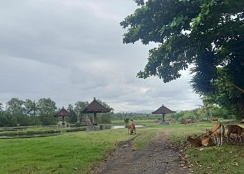 Kondisi kolam rekreasi Delod Berawah yang tidak terawat berlokasi di Desa Delod Berawah, Kecamatan Mendoyo, Kabupaten Jembrana, Kamis (9/3/2023). (I Putu Adi Budiastrawan/detikBali).