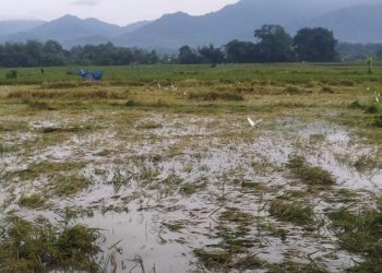 Sawah terendam banjir di Desa Kaliakah, Kecamatan Negara, Kabupaten Jembrana, Rabu (1/3/2023). (I Putu Adu Budiastrawan/DetikBali)